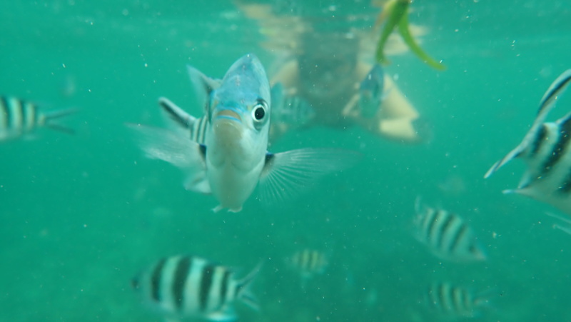 Nature terrestre et sous-Marine aux Seychelles 8ada7e10