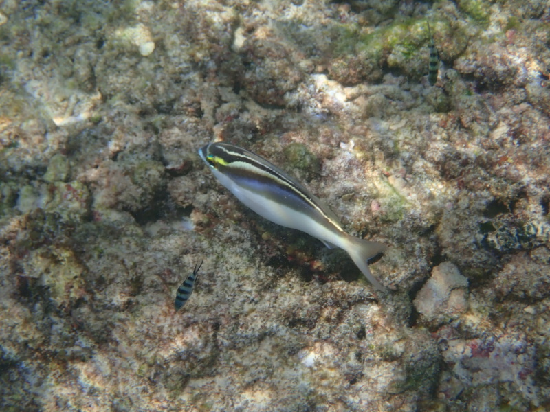 Nature terrestre et sous-Marine aux Seychelles  D0d34110