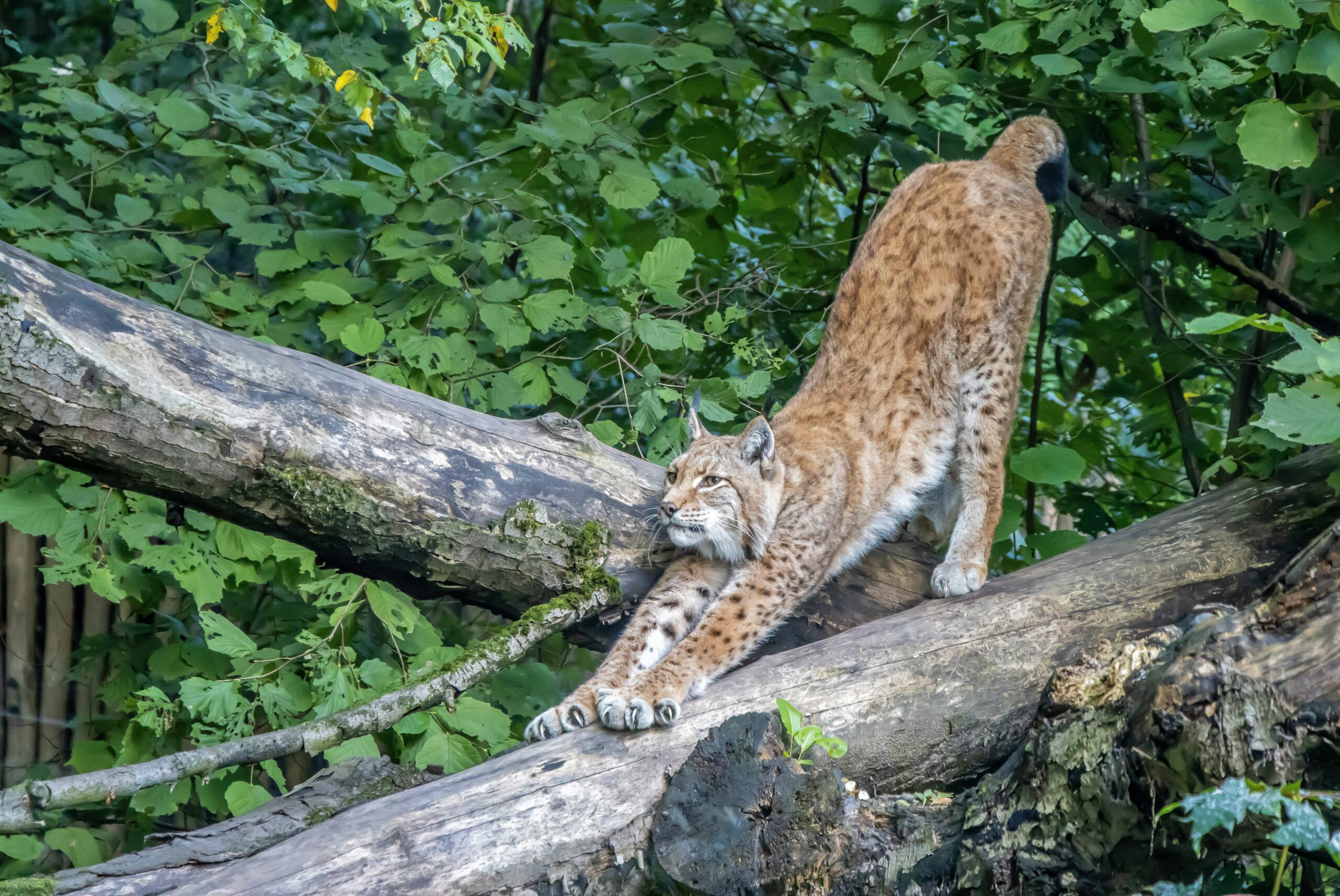 Zoo Duisburg 1215