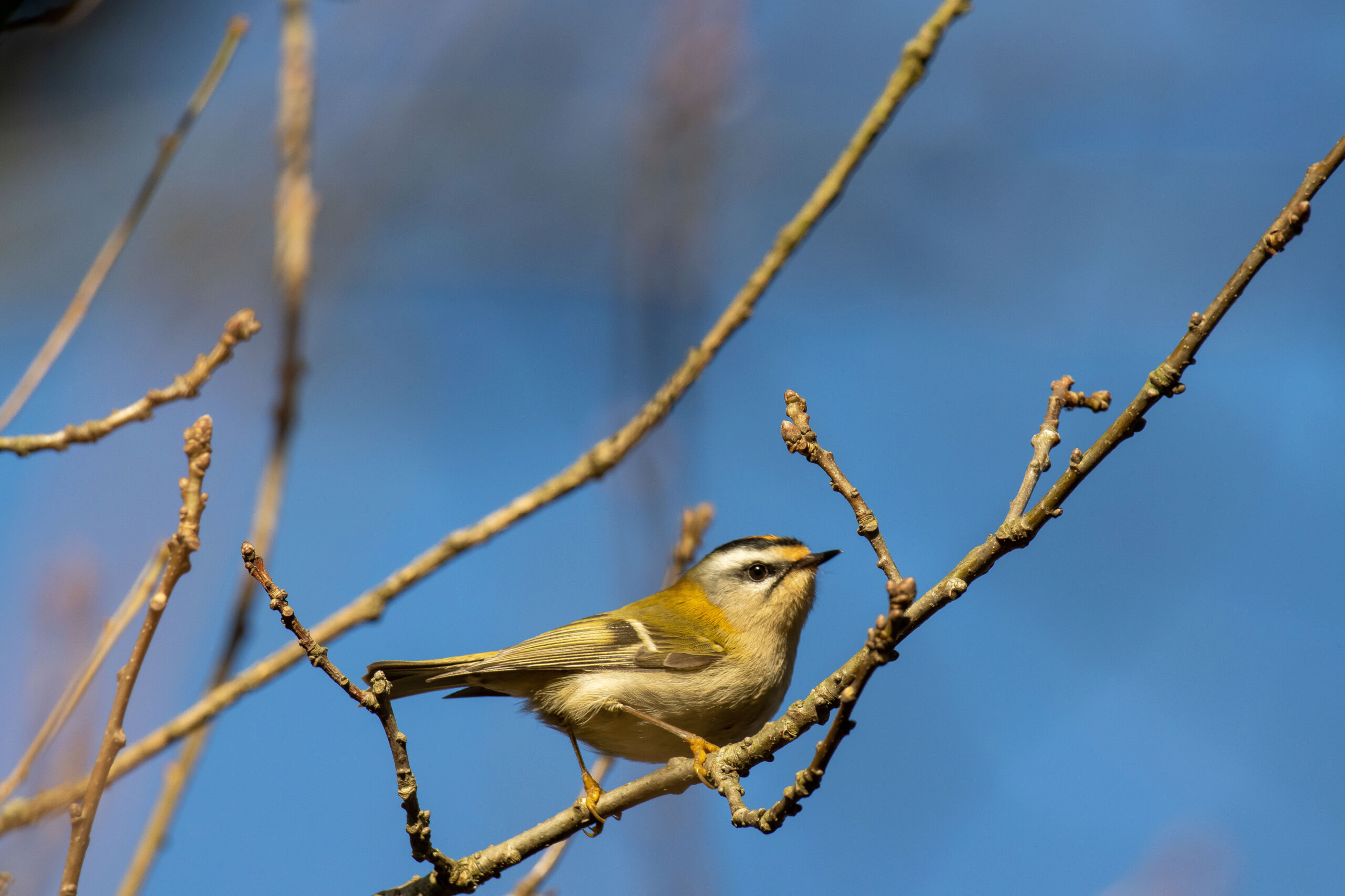 Das Sommergoldhähnchen 151