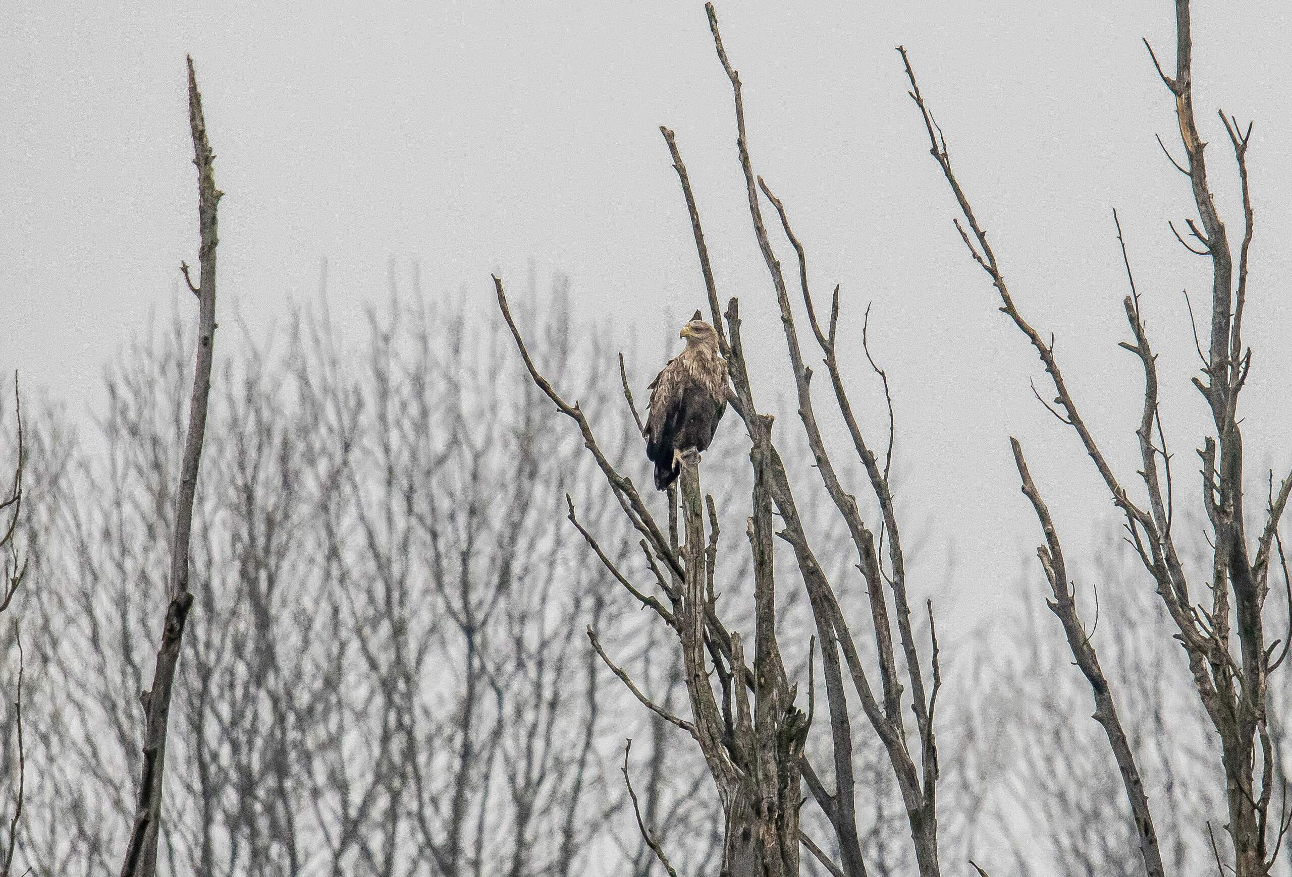 Der Seeadler 1_115