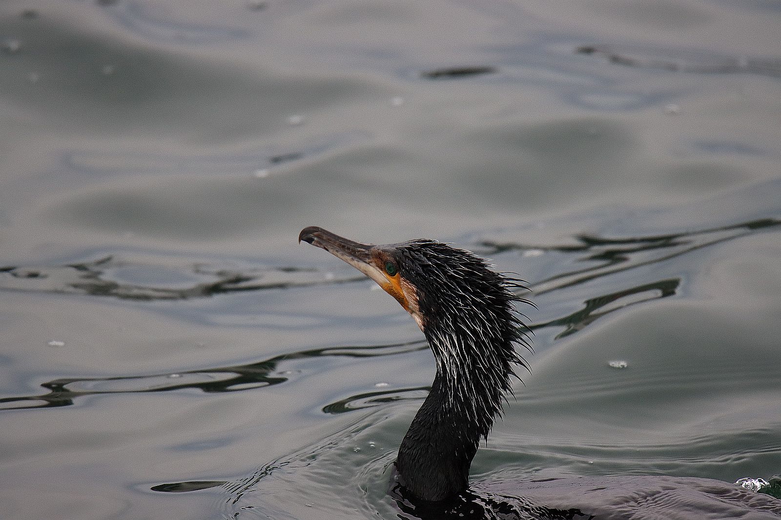 Der Kormoran Img_1_53