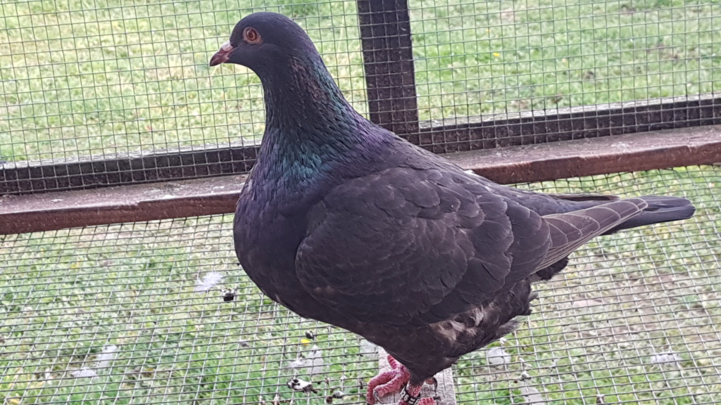 Pigeons de chair texans gros gabarits 20230114
