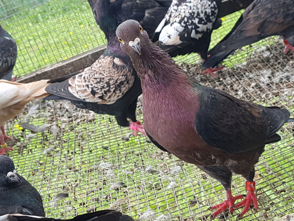 pigeons voyageurs de couleur rare de standard néerlandais 20231011