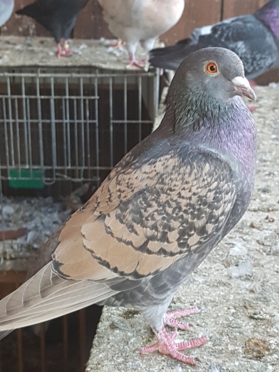 pigeons voyageurs de couleur rare de standard néerlandais 20231012