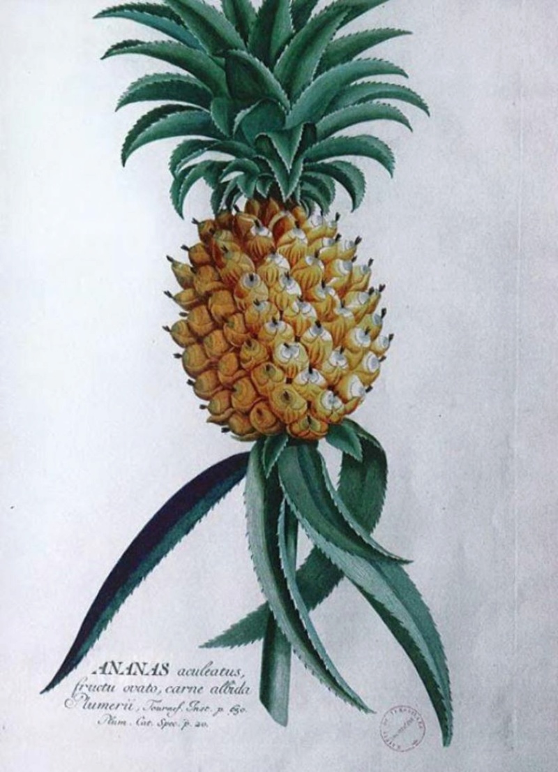 ananas - L'ananas, le fruit roi 79172510