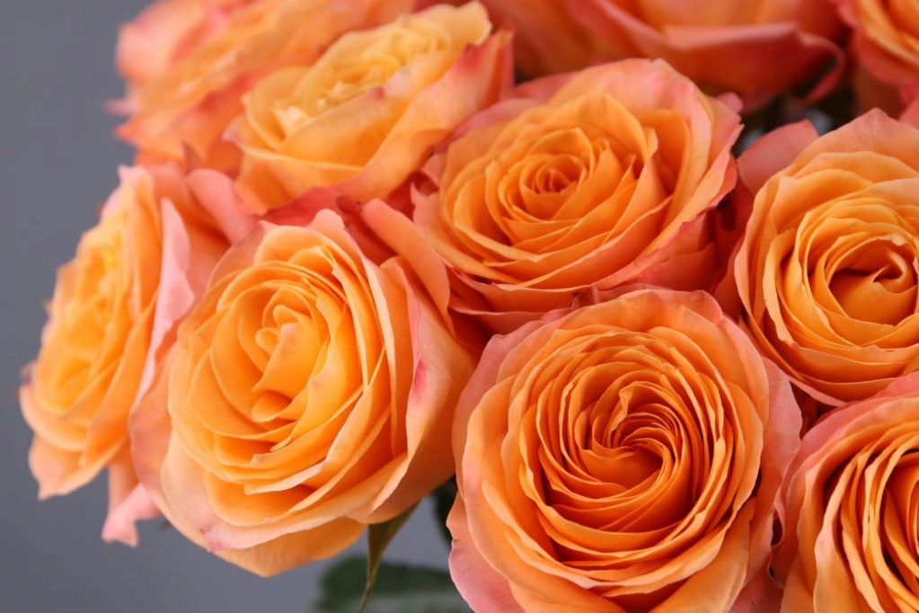 ::Desfile de Rosas AMDA::Hoy se presenta la Rosa Naranja AMDA, la última rosa  Rosa_n10