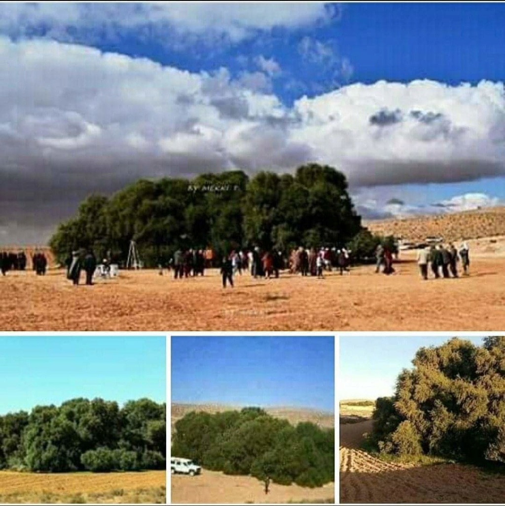 شجرة العكاريت اكبر شجرة زيتون بتونس Fb_img32
