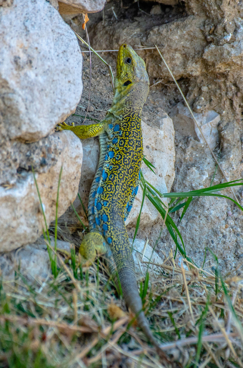 Lézard Ocellé Lezard11