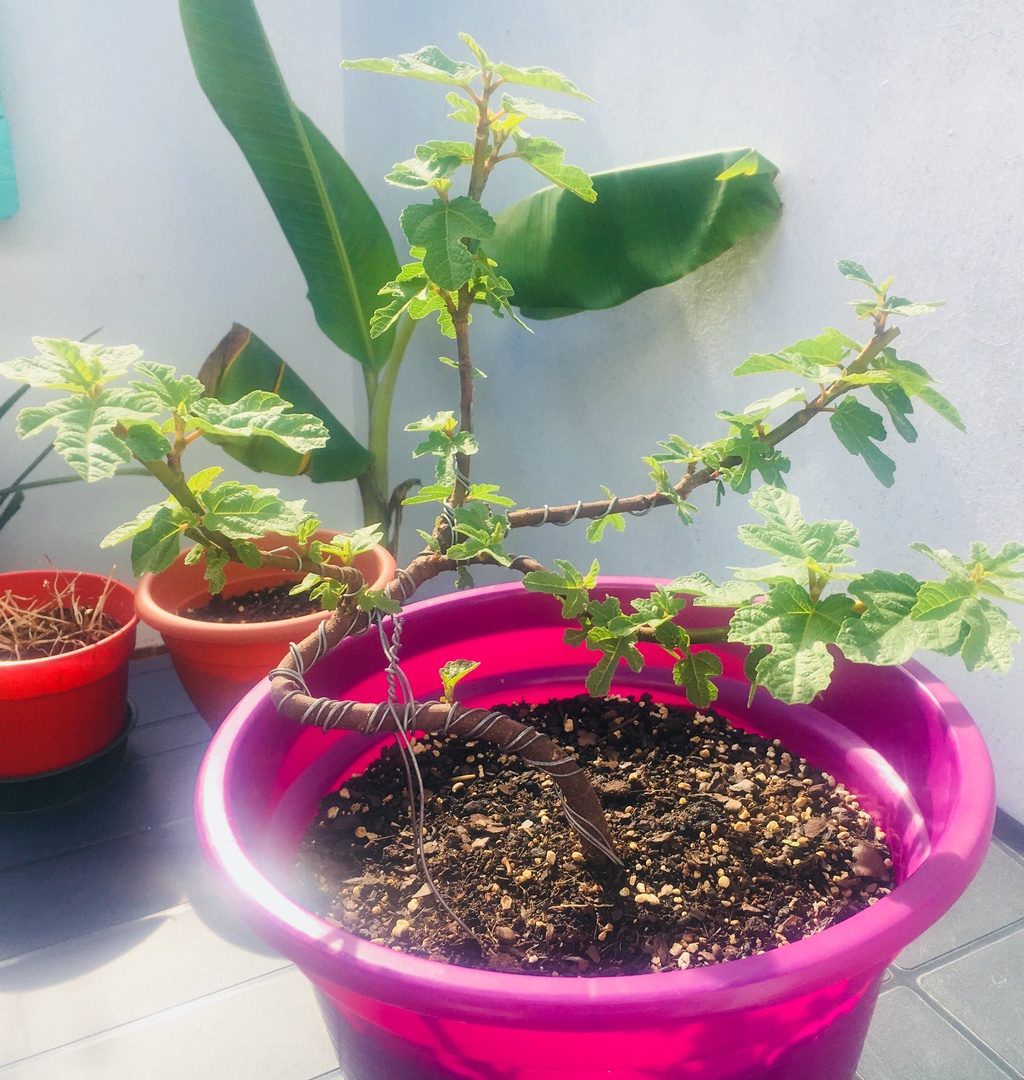 Pre bonsai Higuera (Ficus Carica) D7e6f010