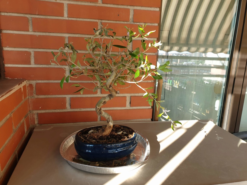 Bonsai olivo 20190812