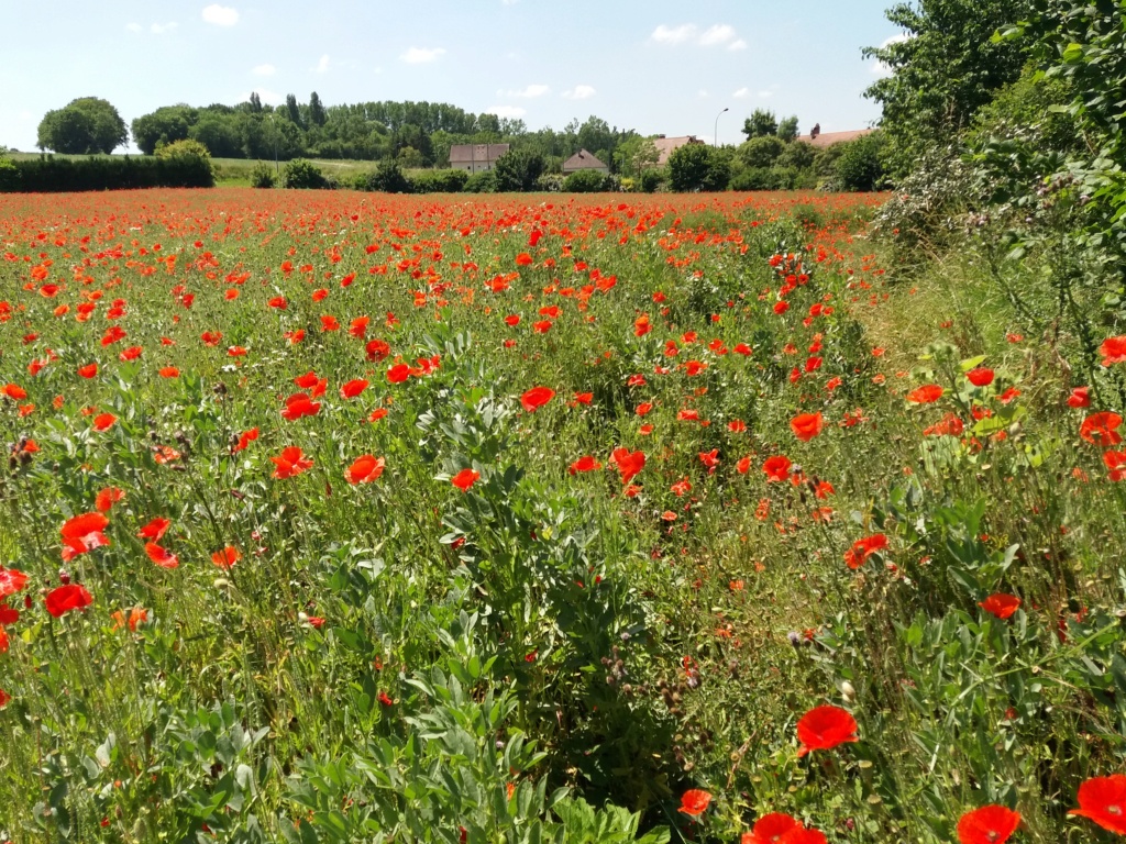 Suggestions de Randonnées en Ile de France  20190613