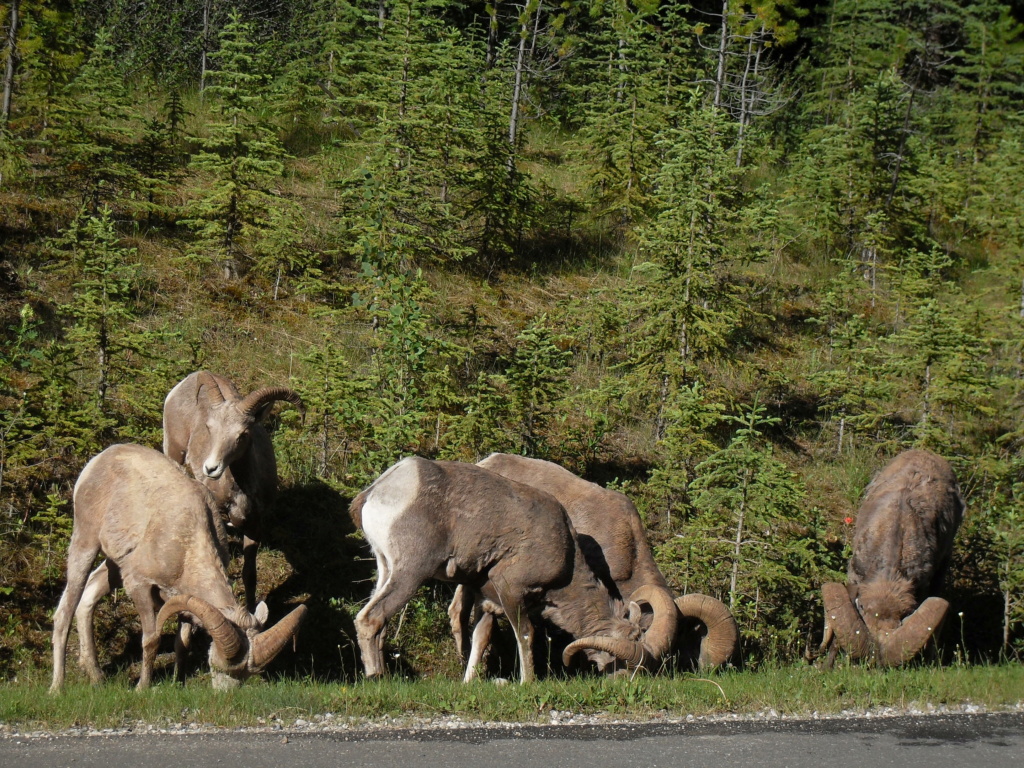 La discussion pour le concours photo octobre 2022: rencontres animalières - Page 8 __sdc114