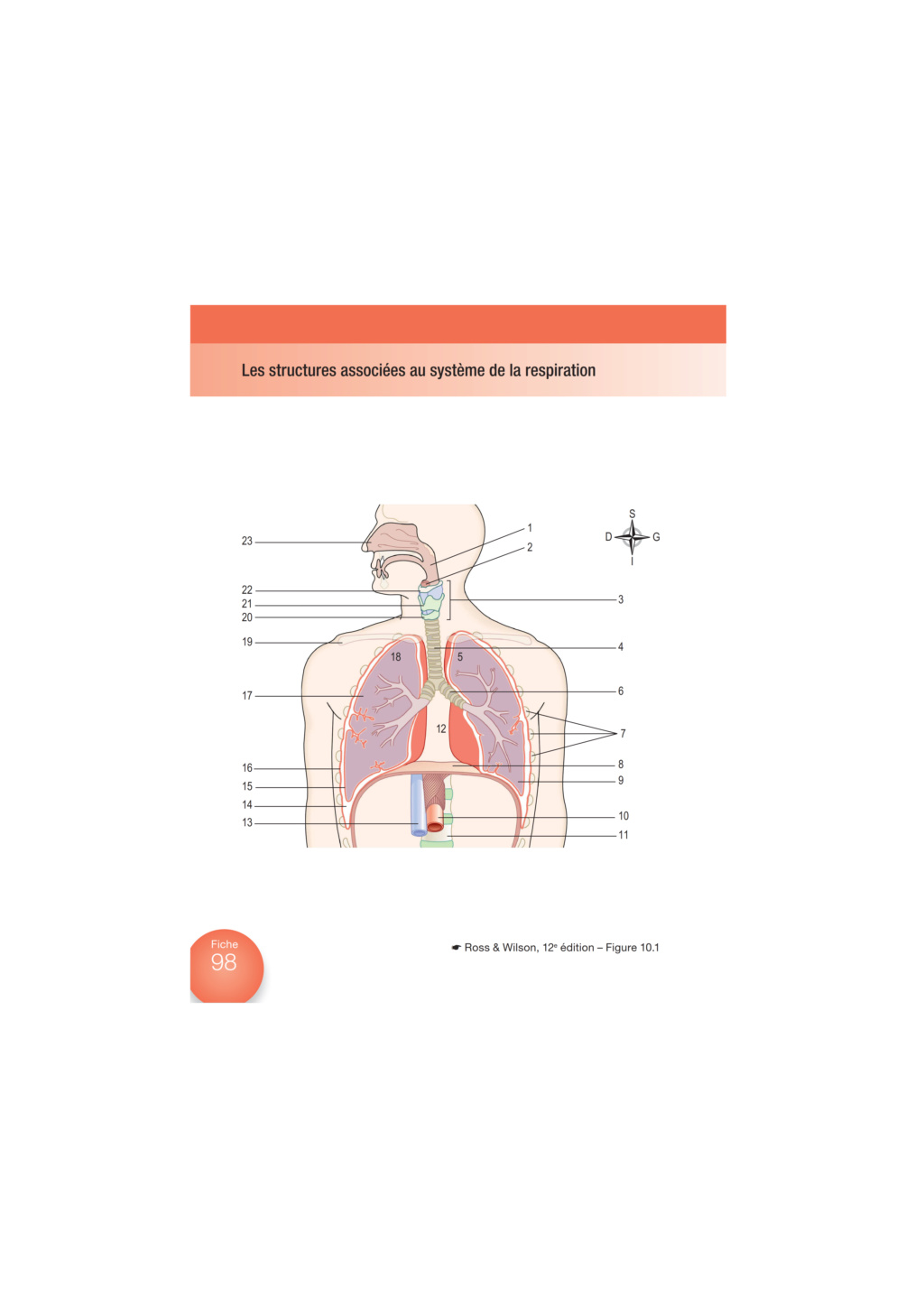 Anatomie et Physiologie en Fiches  913