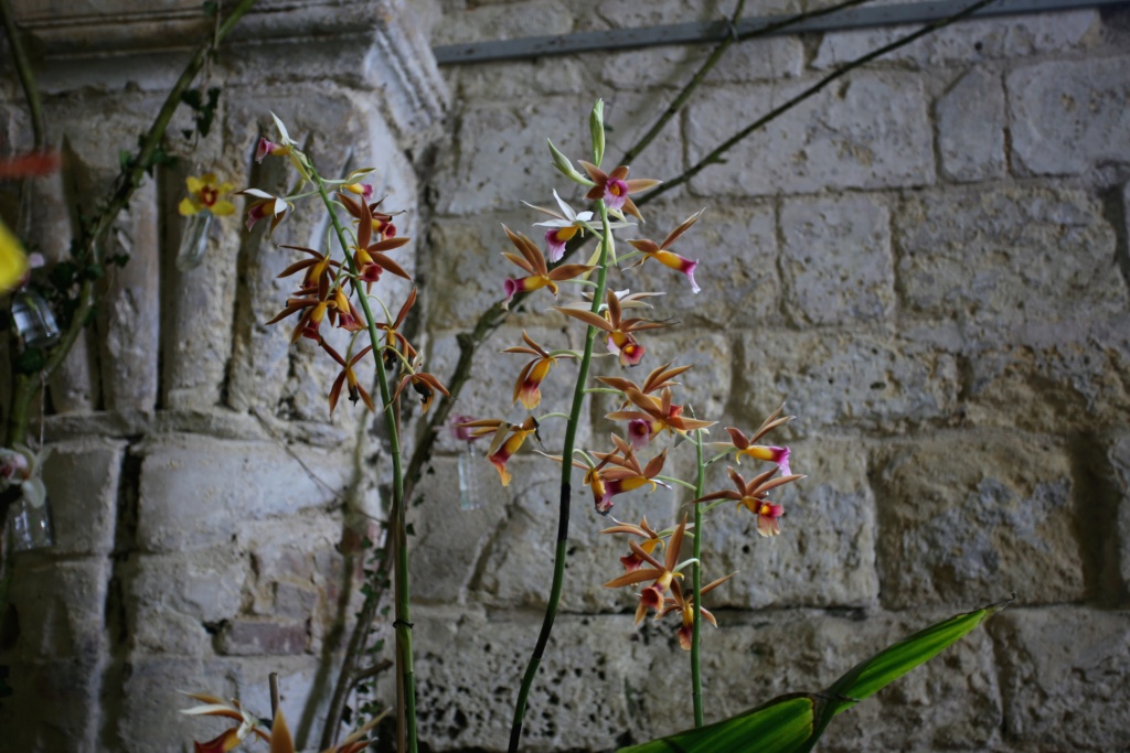 exposition orchidee de vaucelles Img_8910