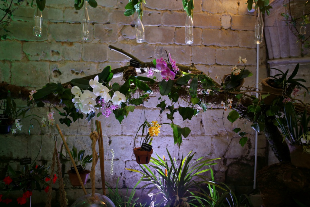 exposition orchidee de vaucelles Img_8918