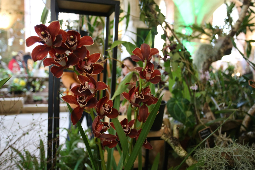 exposition orchidee de vaucelles Img_8922