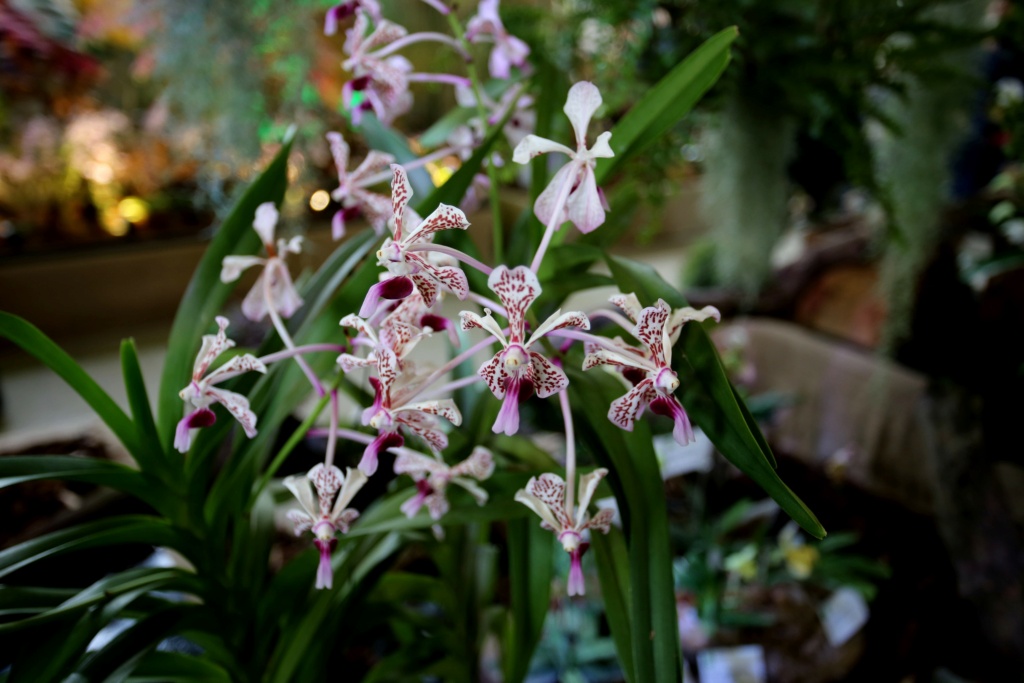 exposition orchidee de vaucelles Img_8930