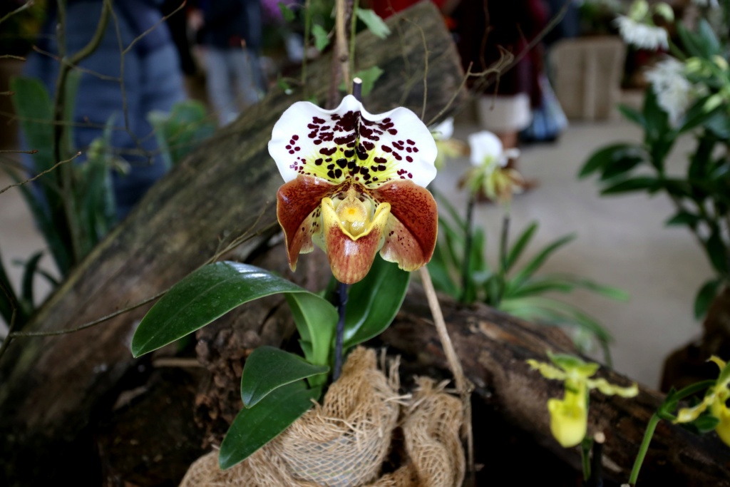 exposition orchidee de vaucelles Img_8935