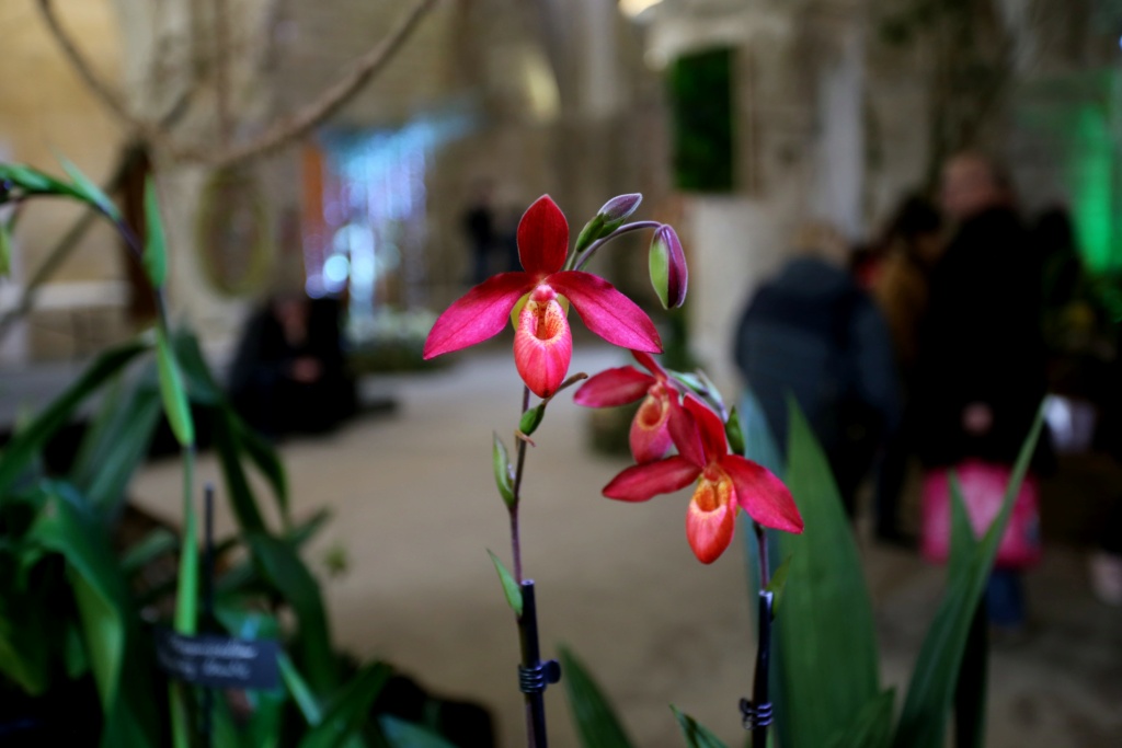 exposition orchidee de vaucelles Img_8938