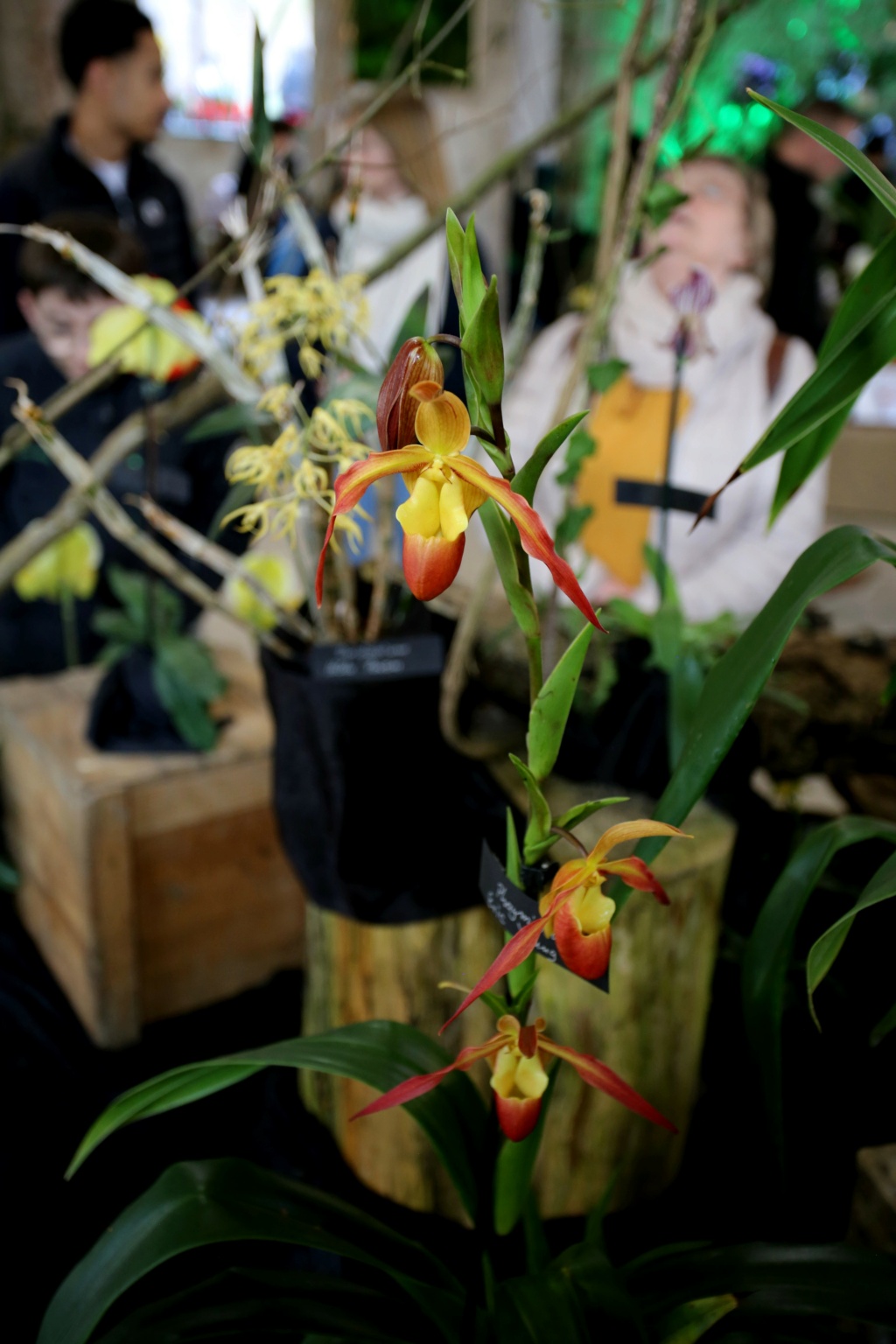 exposition orchidee de vaucelles Img_8941