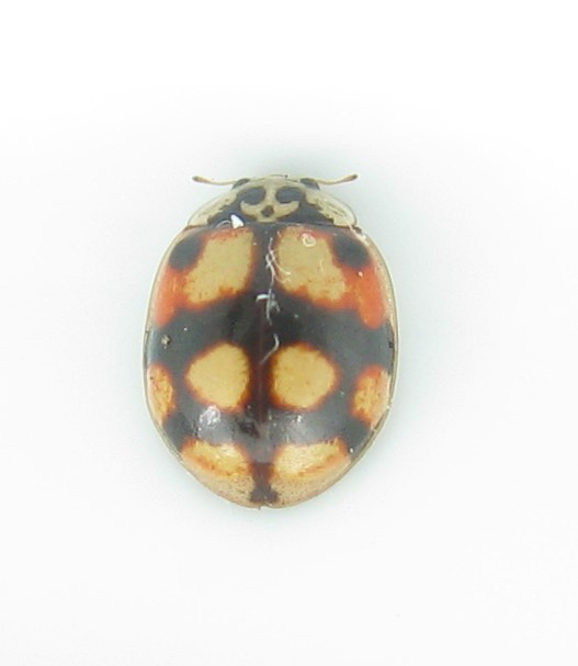 Coleoptera-Coccinellidae. Adalia decempunctata 17313710