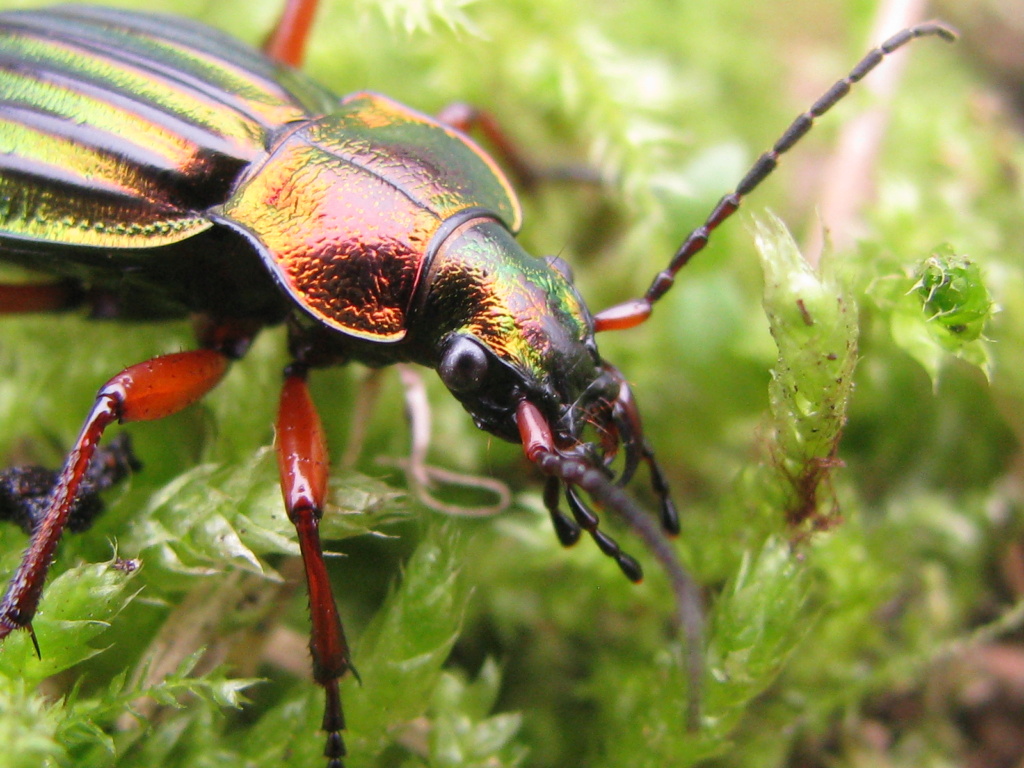 Carabus (Chrysocarabus) auronitens (Fabricius, 1792) Img_0021