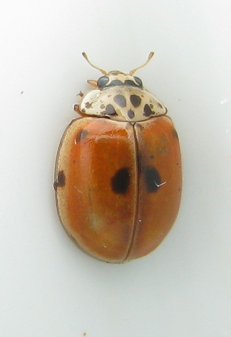 Coleoptera-Coccinellidae. Adalia decempunctata Img_0037