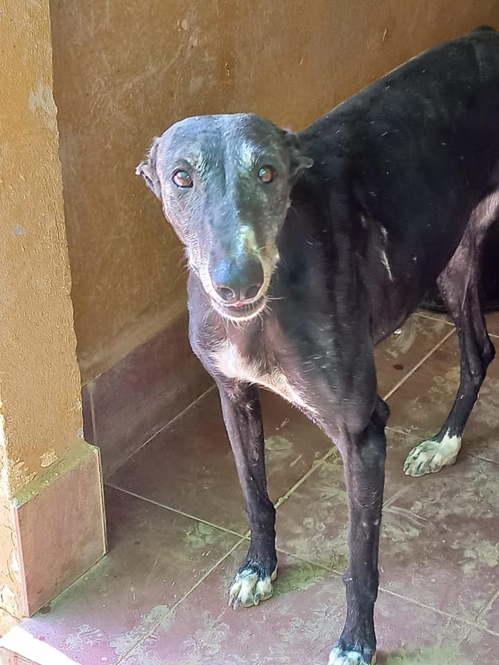 MIAA - GALGA - NOIRE - ES (SY)  23753110