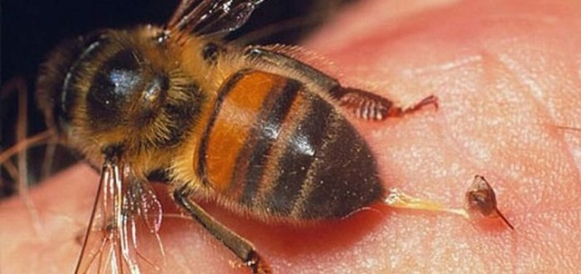 هل النحل يقتل الإنسان ؟ ” وأي الأنواع أخطر من غيره  718