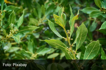 Simple y económico: cómo sembrar laurel en mi jardín Screen21