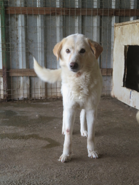 BIANCA (ex ALMA) - femelle, de taille moyenne - née environ en janvier 2017 (Tergu Neamt) - REMEMBER ME LAND - Adopté par Sarah (Belgique) Alma_310