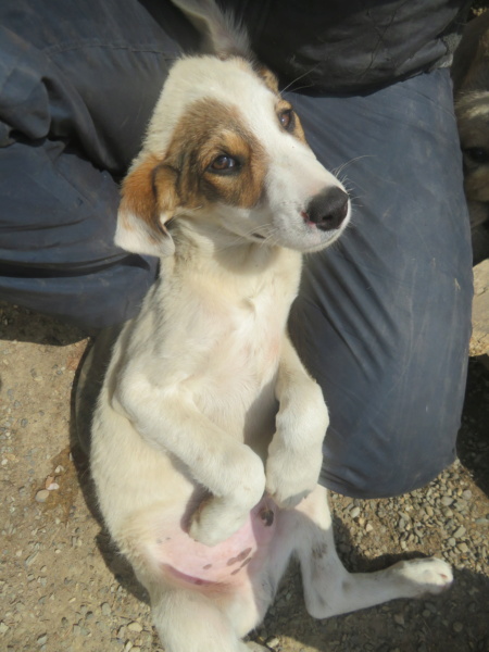 TAO (ex ANIS) - chiot mâle, de taille moyenne à l'âge adulte - né environ en janvier 2022 - REMEMBER ME LAND - Adopté par Magali (59)  Anis_113