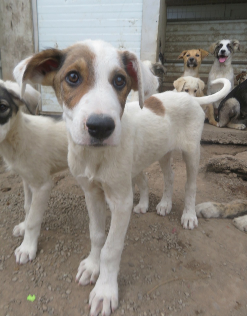 TAO (ex ANIS) - chiot mâle, de taille moyenne à l'âge adulte - né environ en janvier 2022 - REMEMBER ME LAND - Adopté par Magali (59)  Anis_114