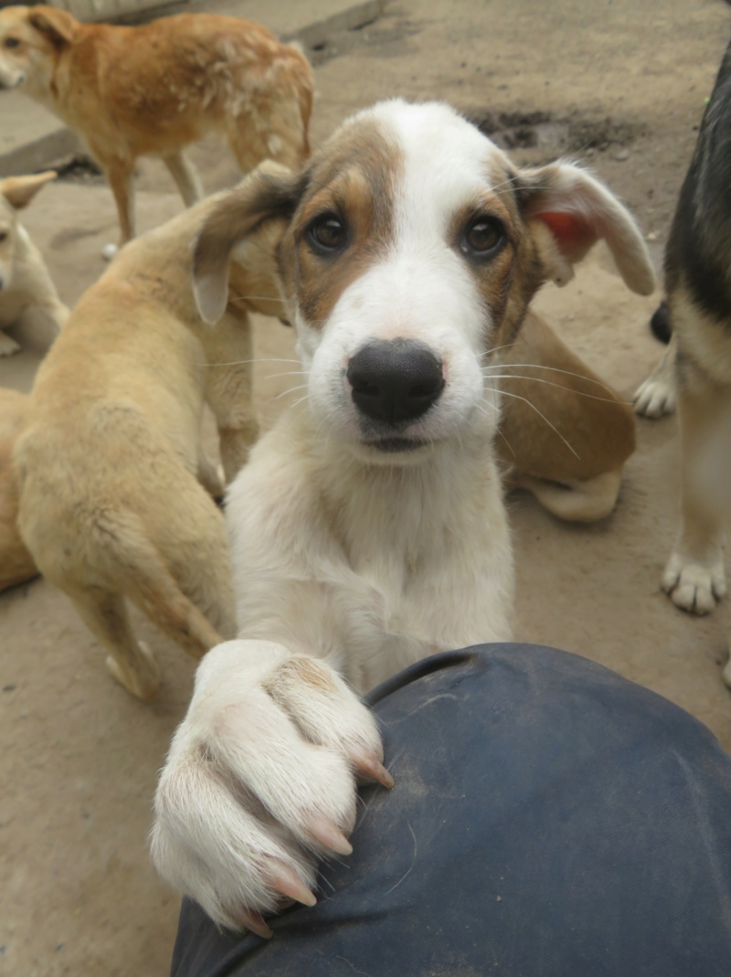 TAO (ex ANIS) - chiot mâle, de taille moyenne à l'âge adulte - né environ en janvier 2022 - REMEMBER ME LAND - Adopté par Magali (59)  Anis_610