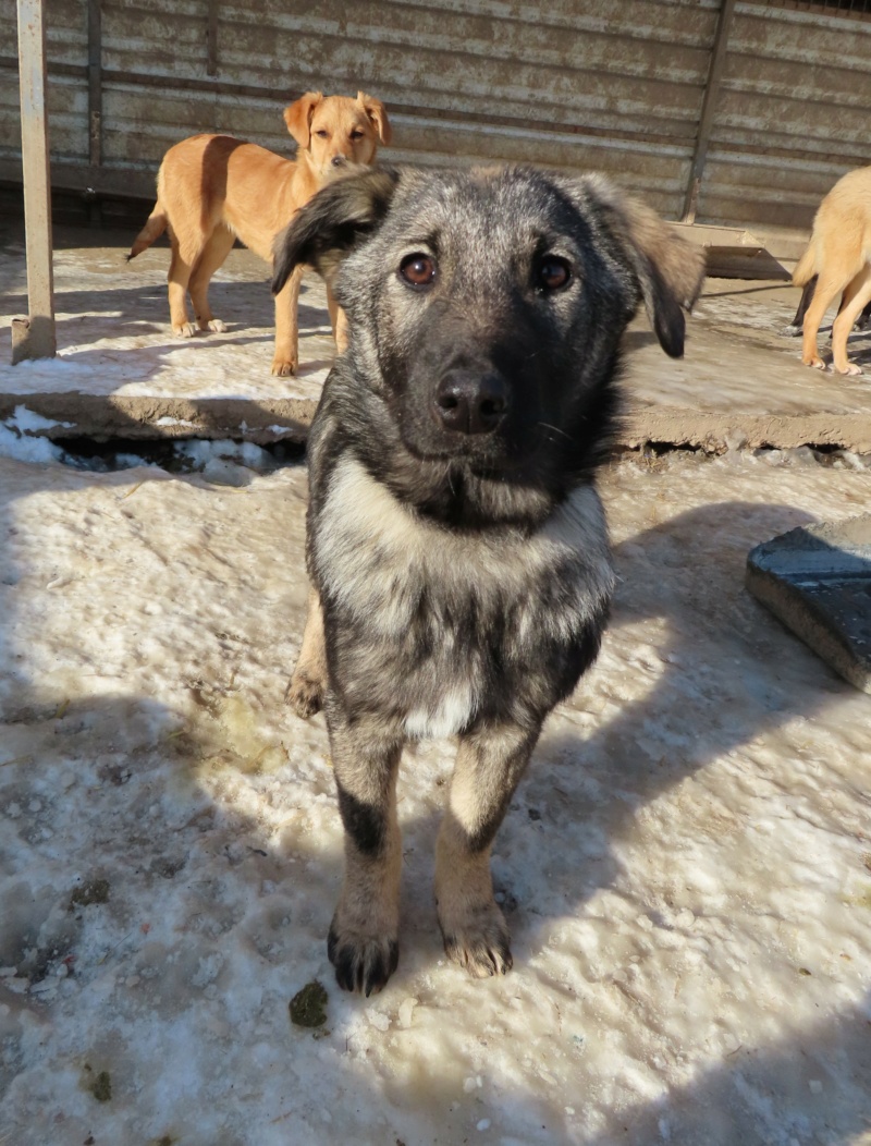 POPPY (ex ARENA) - chiot femelle, de taille moyenne à l'âge adulte - née environ en août 2022 - REMEMBER ME LAND - Adoptée par Caroline (4306 - Luxembourg)  Arena_11