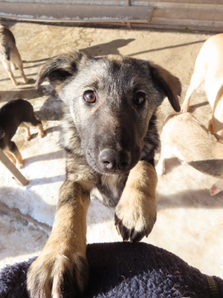 POPPY (ex ARENA) - chiot femelle, de taille moyenne à l'âge adulte - née environ en août 2022 - REMEMBER ME LAND - Adoptée par Caroline (4306 - Luxembourg)  Arena_14