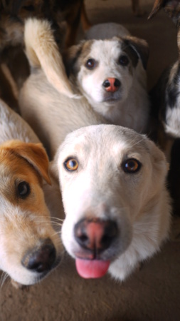 ASKO (ex ASTROBOY) - chiot mâle, typé mini husky, de taille petite à moyenne à l'âge adulte - né environ en septembre 2021 - adopté par Patricia (Suisse)  Astrob14