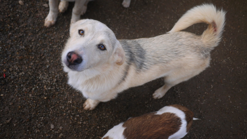 ASKO (ex ASTROBOY) - chiot mâle, typé mini husky, de taille petite à moyenne à l'âge adulte - né environ en septembre 2021 - adopté par Patricia (Suisse)  Astrob17