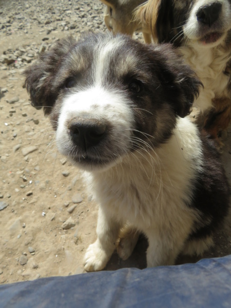 BARRY (ex BARYTON) - chiot mâle, typé berger de bucovine, de grande taille à l'âge adulte - né environ en février 2022 - REMEMBER ME LAND - Adopté par Fabienne (4950 - Belgique)  Baryto20