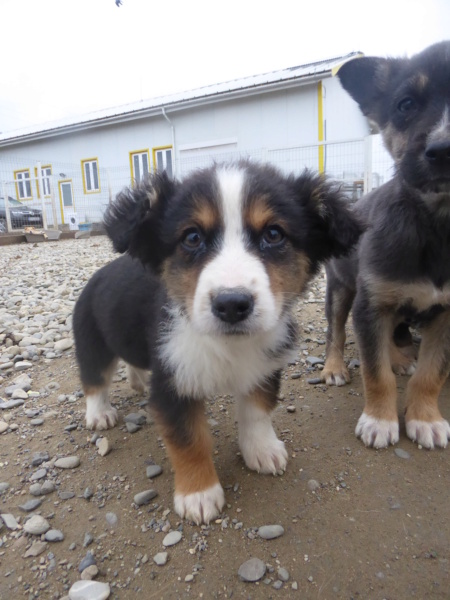 BEASTIE BOY - chiot mâle, de taille moyenne à l'âge adulte - né environ en septembre 2022 - (Centre RM Pascani en Roumanie) - Adopté par Thierry (68)  Beasti21