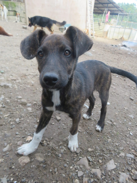 JAX (ex BIXENTE) - chiot mâle, de taille moyenne à l'âge adulte - né environ en mai 2022 - REMEMBER ME LAND - RESERVÉ ADOPTION PAR Gregory (71) Bixent20