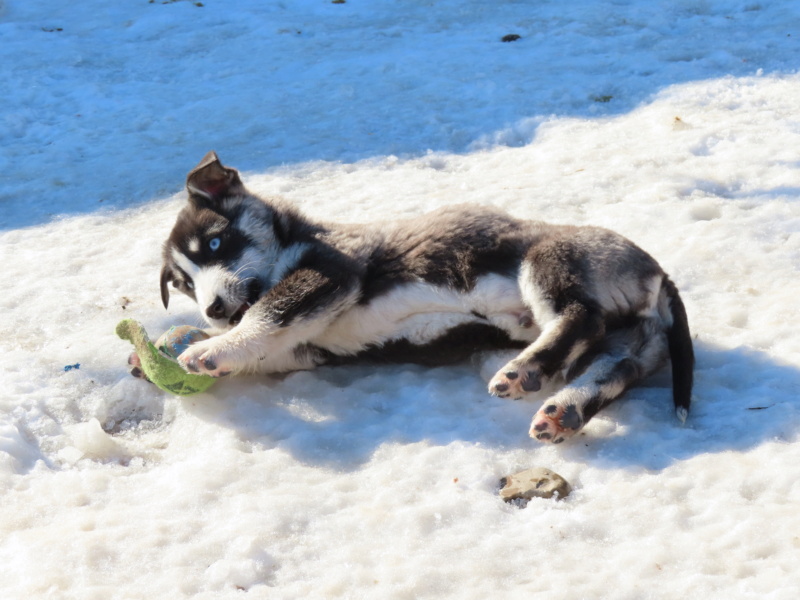 BOB (ex BOBUN) - chiot mâle, de taille petite à moyenne à l'âge adulte - né environ en septembre 2022 - (Centre RM Pascani en Roumanie) - Adopté  par Lucie (63)  Bobun_27