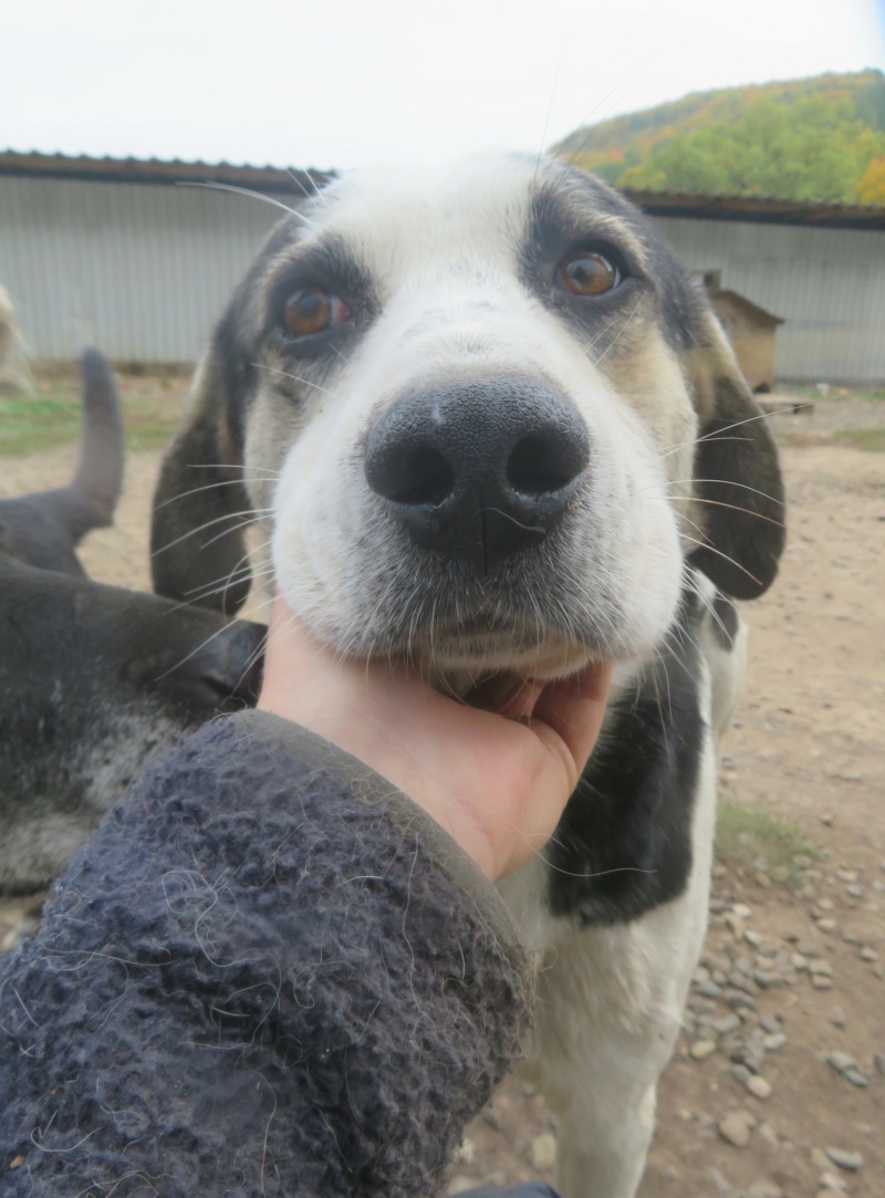 BOKETTO - mâle, de taille moyenne à grande - né environ en juin 2018 - REMEMBER ME LAND - Adopté par Georges et Pascale (59) Bokett13