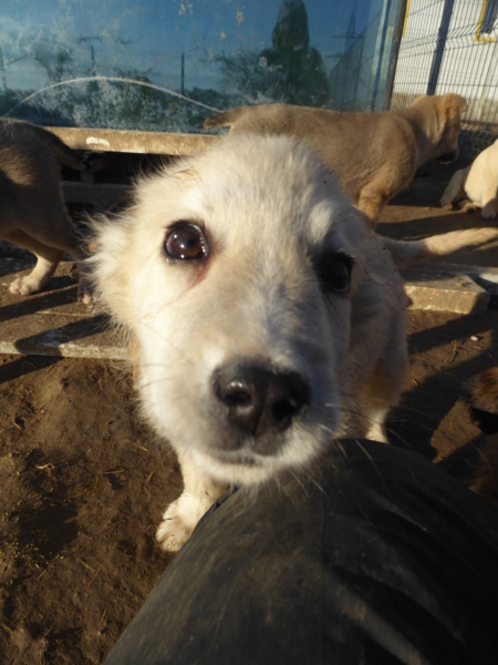 BULLY - chiot mâle, de taille moyenne à l'âge adulte - né environ en septembre 2022 - (Centre RM Pascani en Roumanie) - Adopté par Petra (1010 - Suisse)  Bully_12