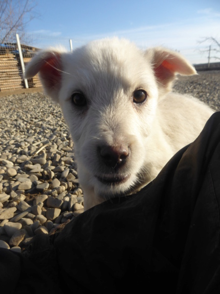 BUZZ - chiot mâle, de taille petite à moyenne à l'âge adulte - né environ en septembre 2022 - (Centre RM Pascani en Roumanie) - en FA chez Marianne (5372 - Belgique) - Adopté par Ruddy (5540 - Belgique)  Buzz_210