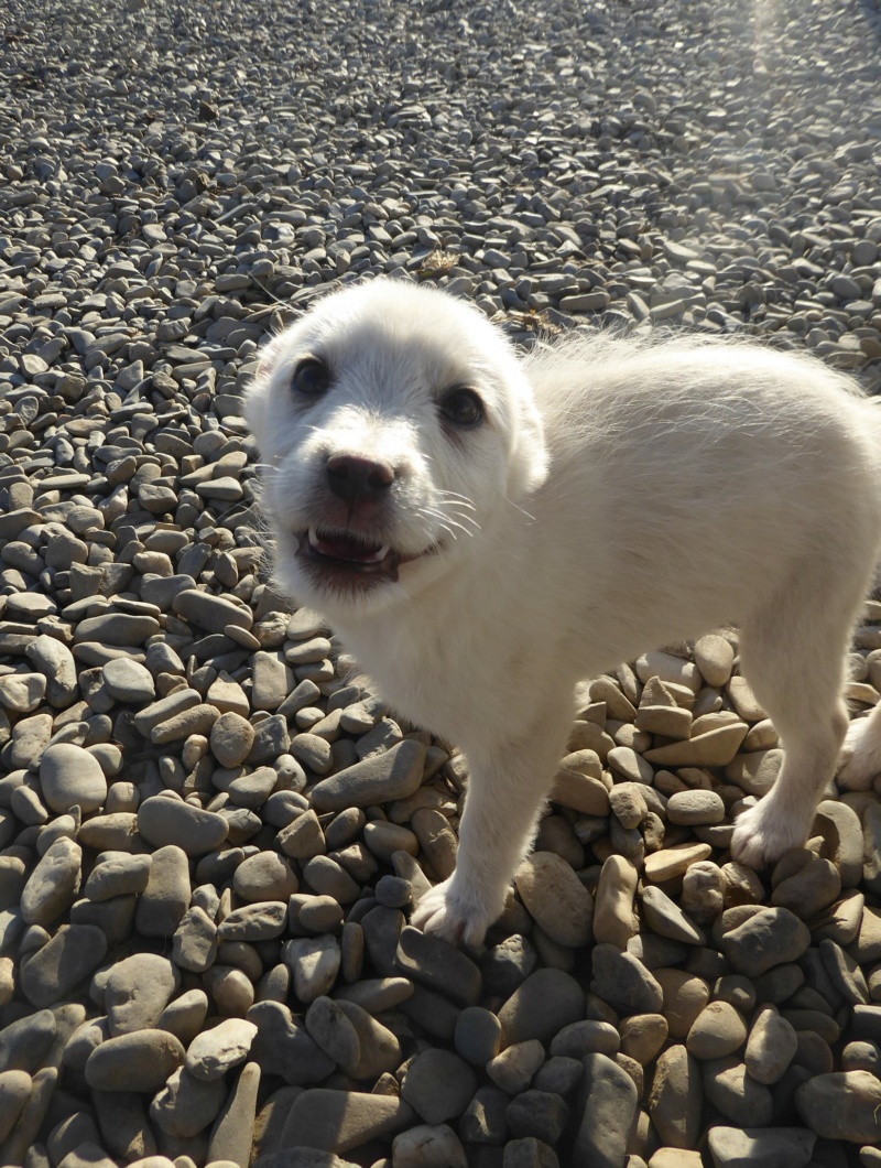 BUZZ - chiot mâle, de taille petite à moyenne à l'âge adulte - né environ en septembre 2022 - (Centre RM Pascani en Roumanie) - en FA chez Marianne (5372 - Belgique) - Adopté par Ruddy (5540 - Belgique)  Buzz_710