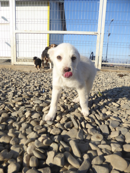 BUZZ - chiot mâle, de taille petite à moyenne à l'âge adulte - né environ en septembre 2022 - (Centre RM Pascani en Roumanie) - en FA chez Marianne (5372 - Belgique) - Adopté par Ruddy (5540 - Belgique)  Buzz_910