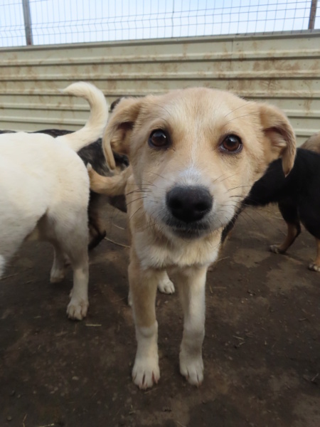 CANELA - chiot femelle, de taille moyenne à l'âge adulte - née environ en octobre 2022 - REMEMBER ME LAND - Adoptée par Jerome (71) Canela10