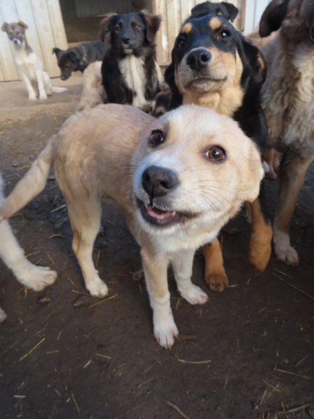 CANELA - chiot femelle, de taille moyenne à l'âge adulte - née environ en octobre 2022 - REMEMBER ME LAND - Adoptée par Jerome (71) Canela16